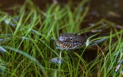 Beware: Snakes Might Be Hiding in Your Pool Noodles!