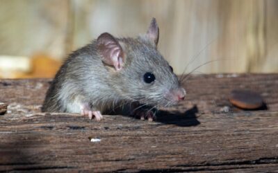 Catch Mice Humanely with a Simple Bucket Trap